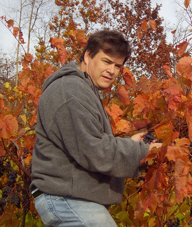 MarkHart a man holds a bundle of grapes on the vine