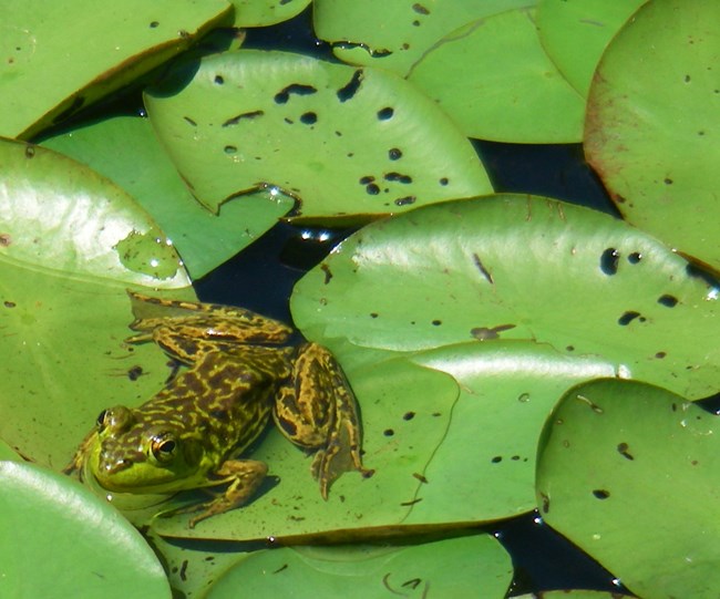 Green frog with black spots sits on lily pads.
