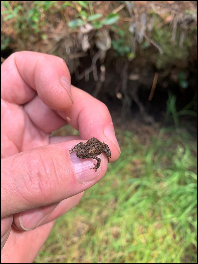 PIRO_AmToad_byGCasper A person's left hand is shown holding a tiny toad between their thumb and middle finger. The toad is smaller than the person's thumbnail.