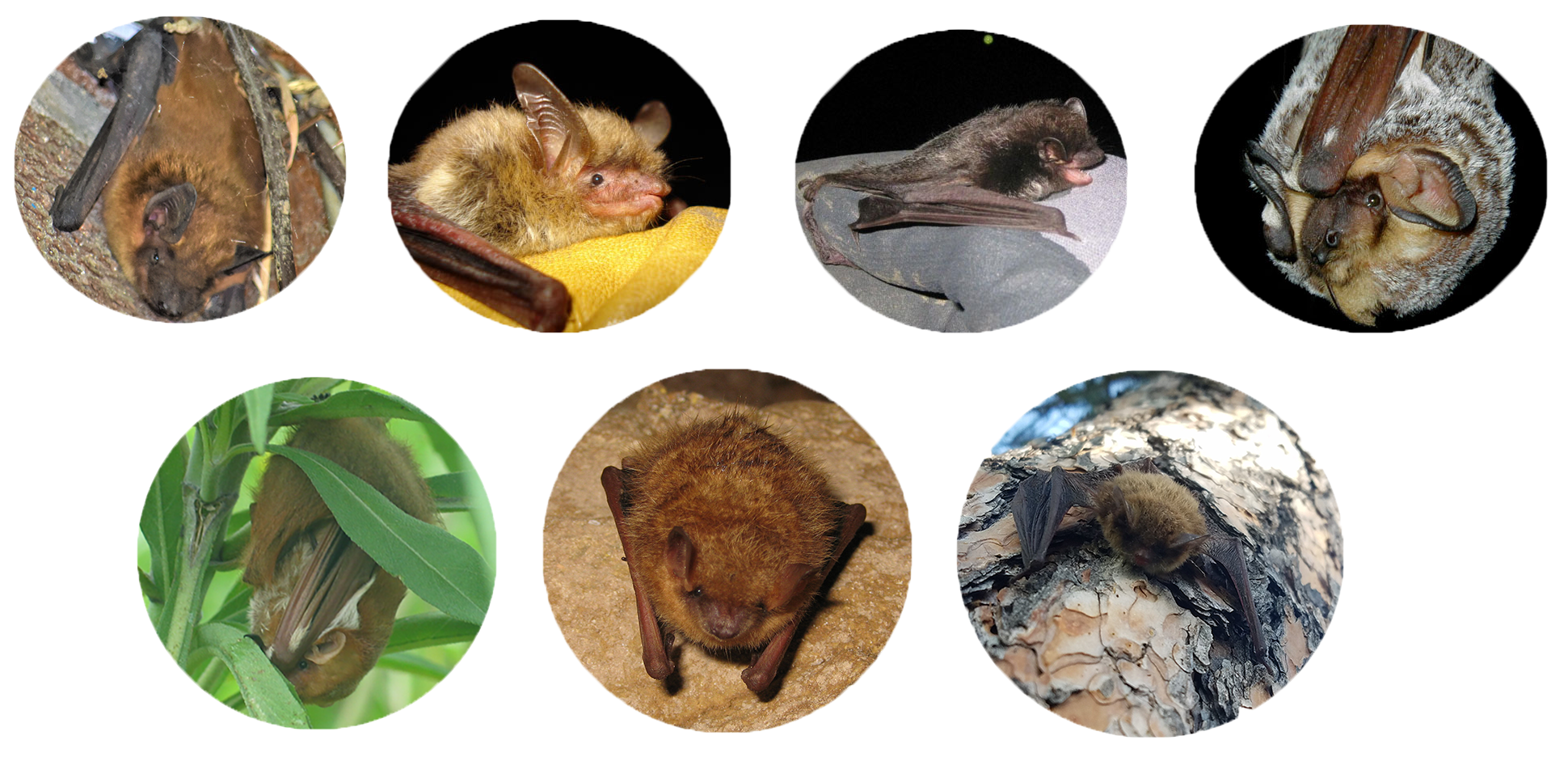 PIRO_FamilyPhoto Seven round photos of individual bats, four on the top line and three below.