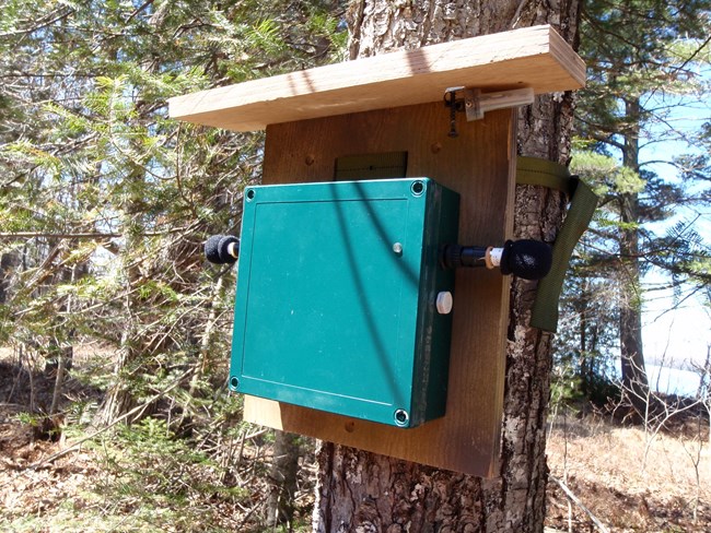 A green box attached to a board is strapped to a tree trunk. A small device in a clear plastic case is attached to the underside of a narrow "roof" over the green box.