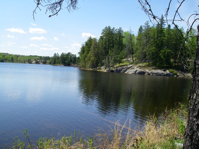 A wooded lakeshore