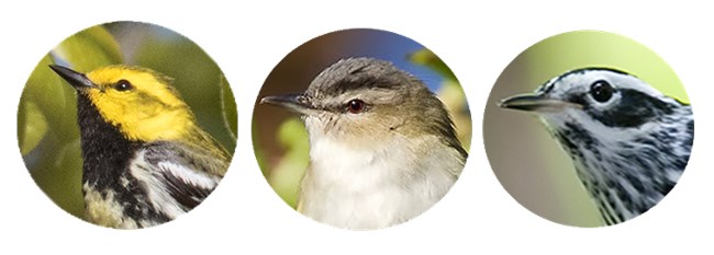 PopnIncrease A panel of three round photos of bird heads.