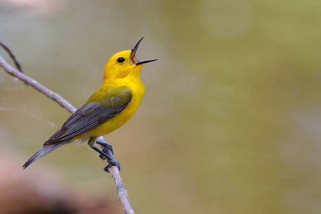 A bright yellow bird with his beak wide open sings from a tree branch.