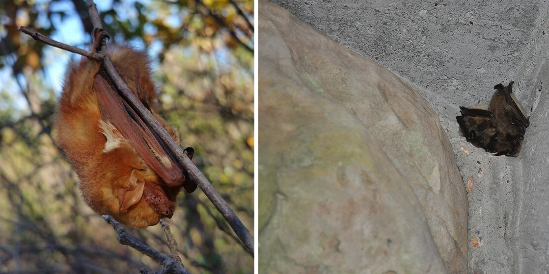 RedBat-LBB_Roost Side-by-side photos of bats. On the left, a red bat clings upside-down to a small tree branch. On the right, a cluster of two or three bats are huddled into the corner of a cement ceiling.