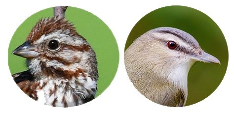 SACN_Top2 Two round photos of bird heads.