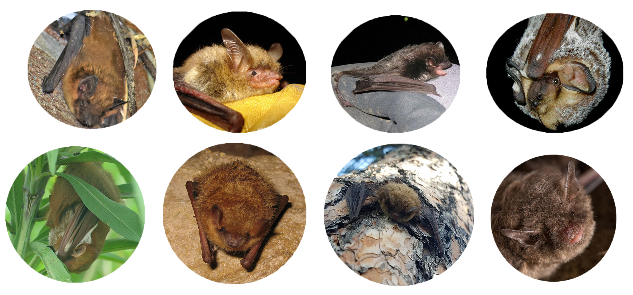 Eight round photos of individual bats, four on the top line and four below.