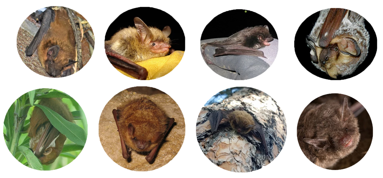 SLBE_FamilyPhoto Eight round photos of individual bats, four on the top line and four below.