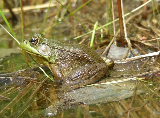 SLBE_GreenFrog_byGCasper A green frog sits on a floating mat of grasses.