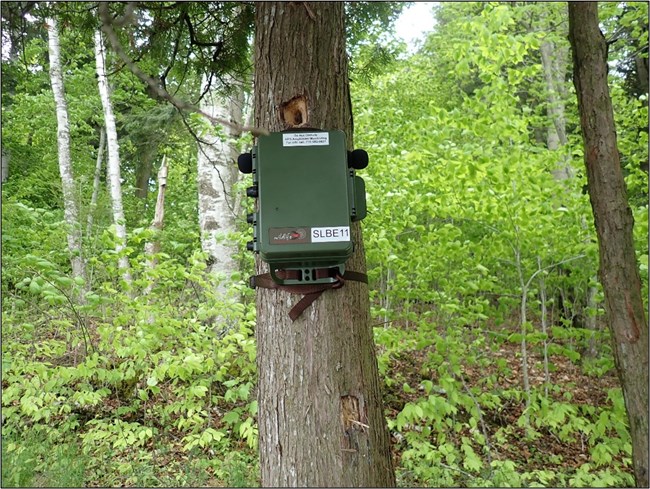 SLBE_Recorder A green box is strapped to the trunk of a conifer tree. A hole in the trunk is visible above the box.