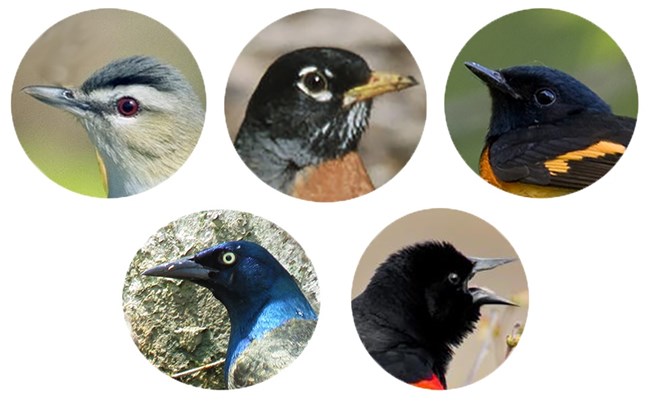 SLBE_Top5 Panel of five round photos of bird heads.