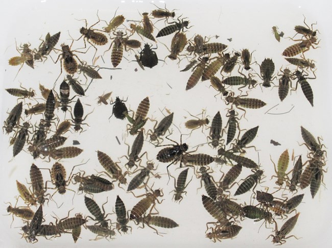 A collection of different sizes and shapes of dragonfly larvae. Most are brown, some are light green.