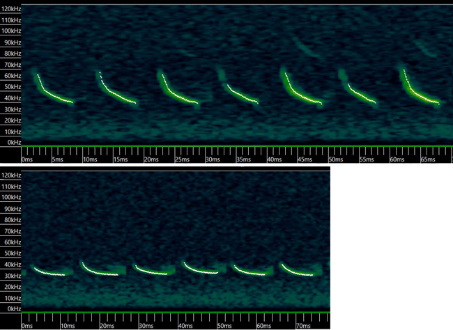 Spectrogram_LittleBrown-RedBat A pair of graphs showing a series of green lines on a black background. On the top graph, the seven lines slope downward from left to right, and on the bottom graph, the lines are nearly flat, with a slight upturn on the left end.