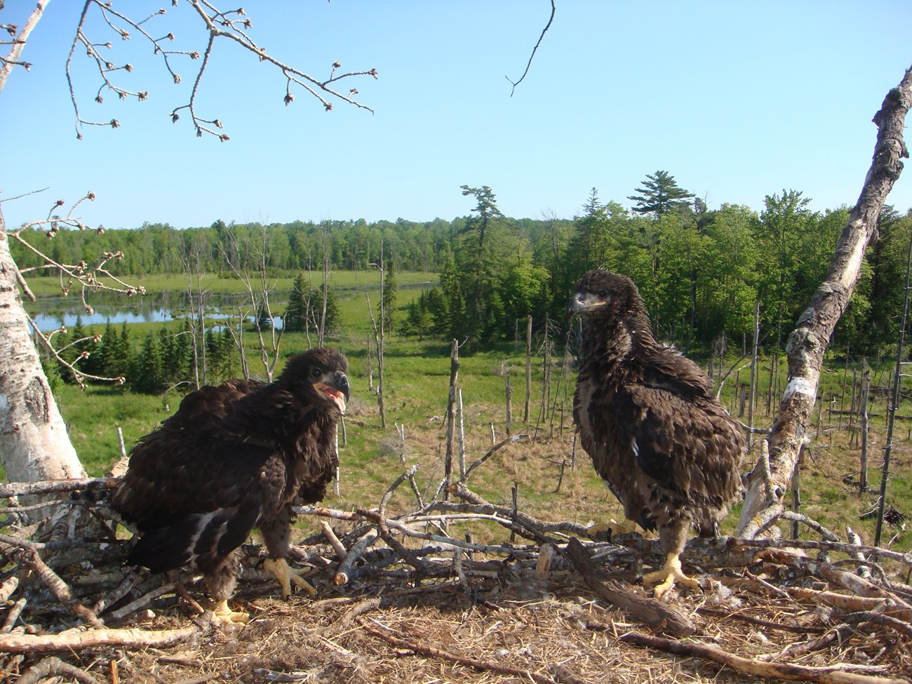 Eaglets in a nest Photo of two eagle nestlings standing in their nest