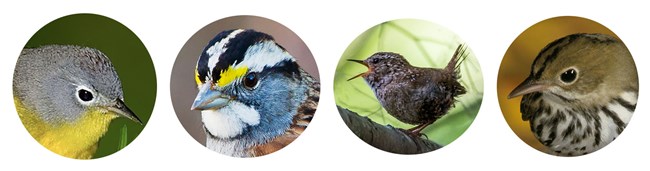 Top4 A panel of four round photos of bird heads. One photo (the Winter Wren) contains the entire bird.