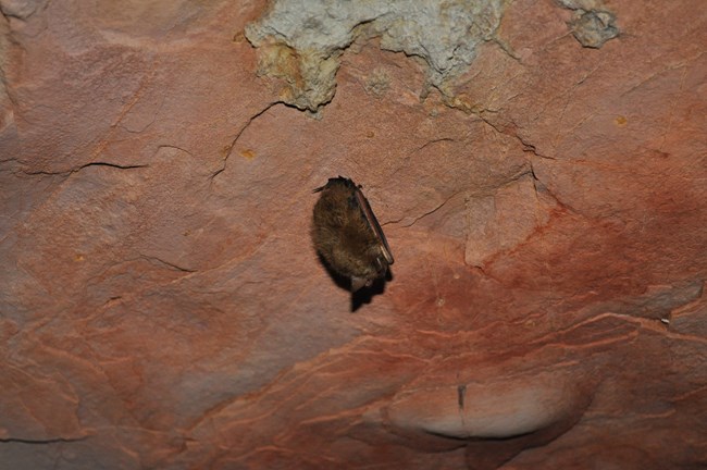 A bag hangs upside down from a red-colored rock cave ceiling.