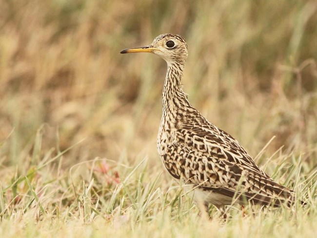UPSA_NPScollection-MacaulayLibrary-CLO-L.Seitz Photo of a tan and brown bird with a long neck and a yellow bill standing in grass.
