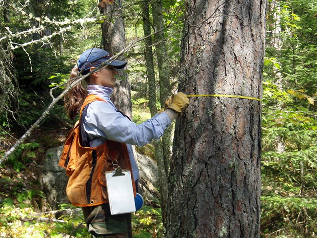 Woman measuring a tree trunk