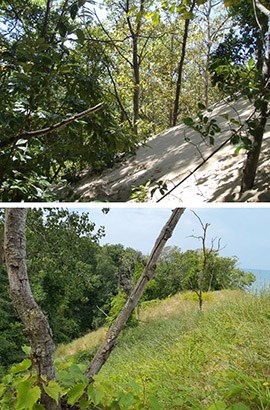 Two photos, one on top of the other. The top photo shows a sand dune sloping down to the left beneath a canopy of scattered trees. The bottom photo shows the same dune with no tree canopy covered in grasses. Water is visible in the distance.
