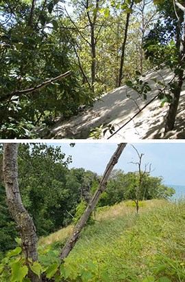 VEG_INDU_Comparison Two photos, one on top of the other. The top photo shows a sand dune sloping down to the left beneath a canopy of scattered trees. The bottom photo shows the same dune with no tree canopy covered in grasses. Water is visible in the distance.