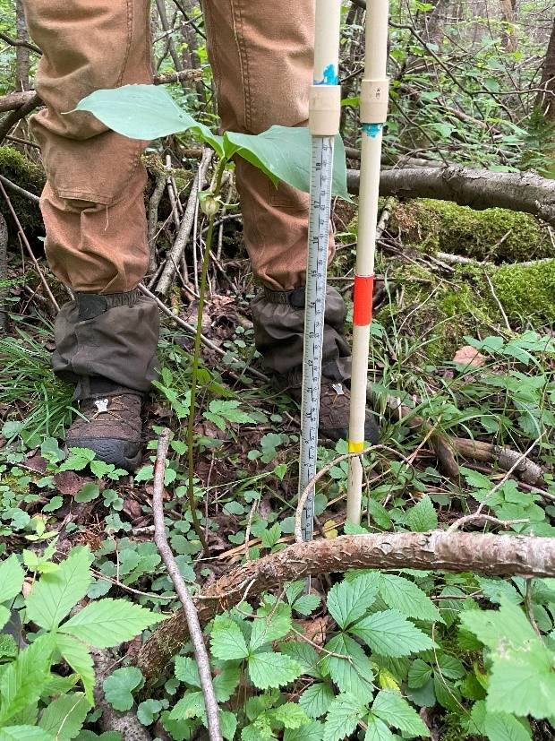 The legs of a person holding a white pole and a measuring tape stand in a forest with a knee-high flower in front of them.