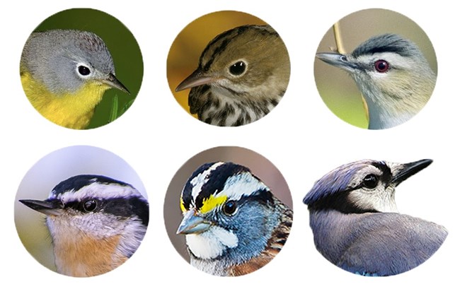 VOYA_Top6 Panel of six round photos of bird heads.