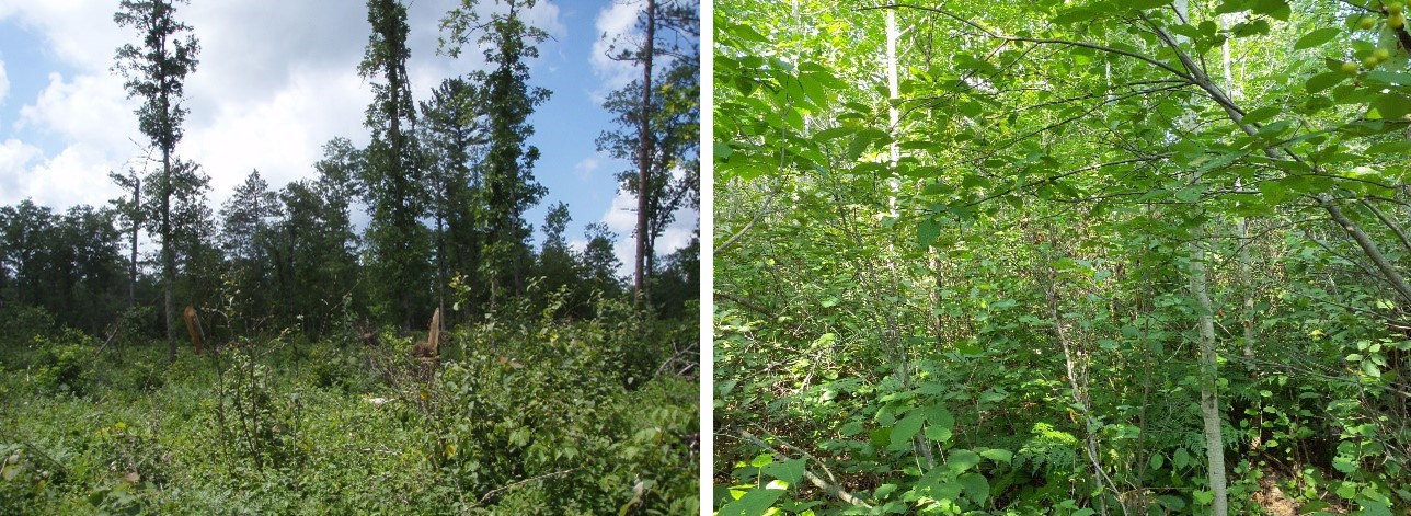 Veg_Comparison A pair of side-by-side photos, one showing a shrubby open area with some tall trees in the background. The other photo shows the same place now completely grown over with sapling trees.