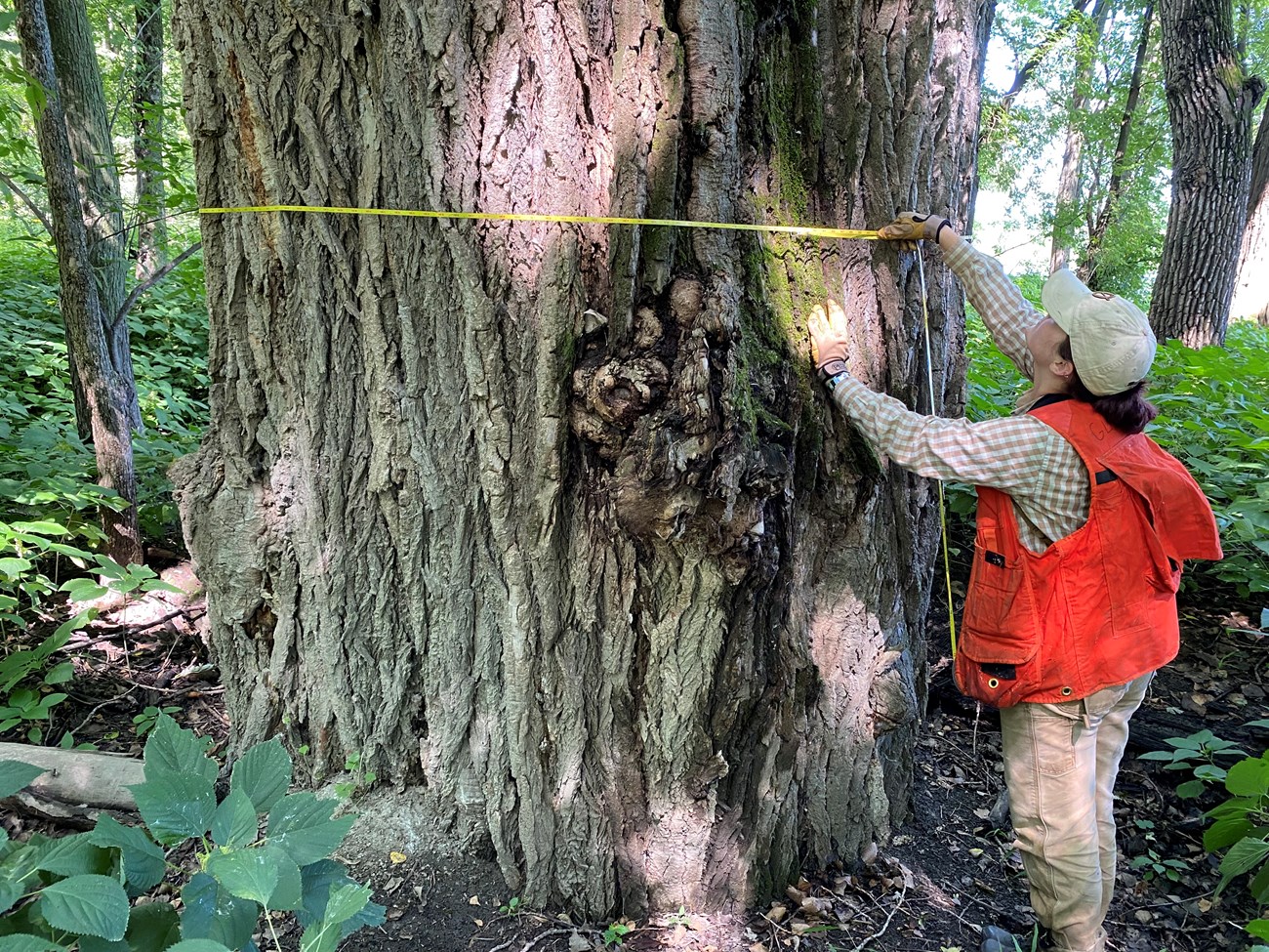 Person wearing an orange vest wraps a measuring tape around a massive tree trunk.