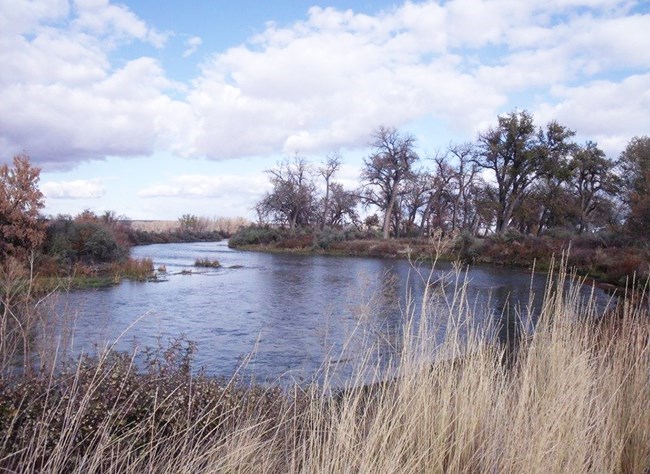 Bighorn River wide river winding through grassland and trees