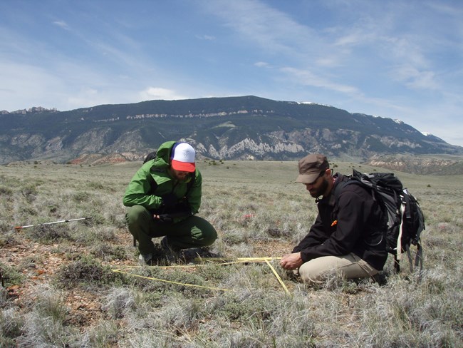 Two men crouch down examining low-growing plants inside a square quadrat.