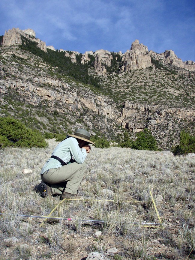 field technician kneels on the ground in a dry grassland area with cliffs behind her, inspecting a plant close-up field technician kneels on the ground in a dry grassland area with cliffs behind her, inspecting a plant close-up