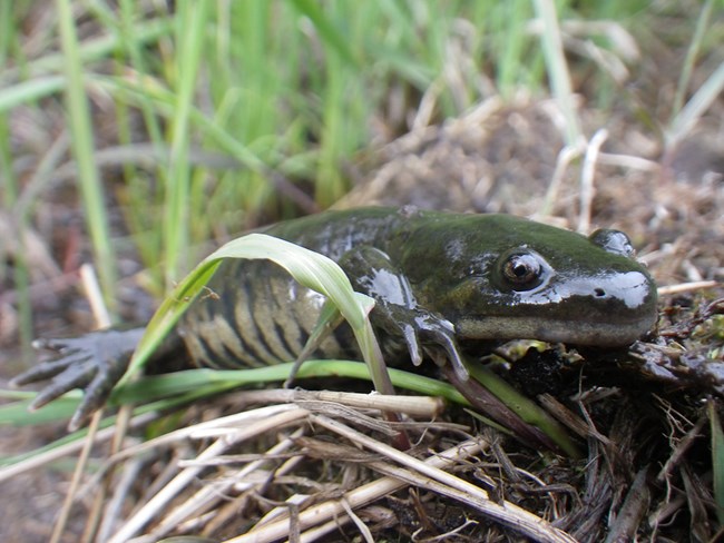 salamander dark green salamander
