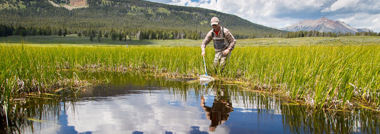 amphibian monitoring Man in waders dips a net into a pond reflecting blue sky and white clouds. Mountains in background