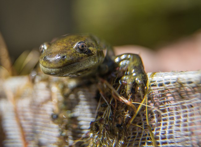 Tiger salamander 2015 close up photo of a greenish, wet tiger salamander crawling over the edge of a net