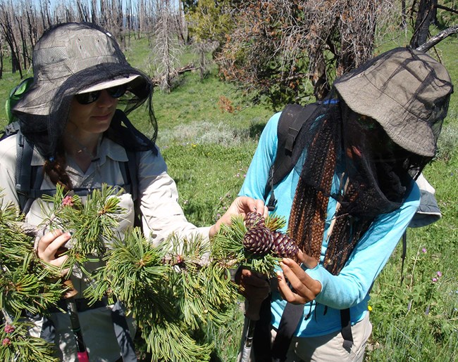 Two fieldworkers with mosquito netting on examine mature cones of whitebark pine tree