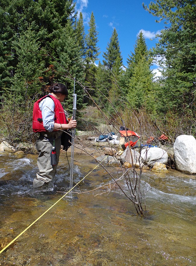 GRYN water sampling Soda Butte Crk 2015 field technician measuring streamflow with a pole planted in a stream next to a yellow transect line that crosses the stream