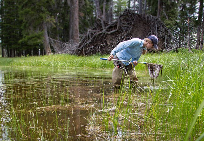 GRYN YELL amphibian survey 2015 field technician standing in a pond, looking into the contents of a collection net