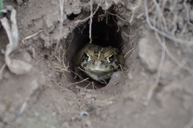 Grayish-green toad peeks out of a dirt burrow.