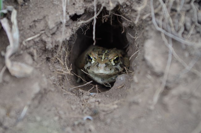 Toad Grayish-green toad peeks out of a dirt burrow.