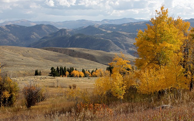 Resource at Yellowstone National Park (U.S. National Park Service)