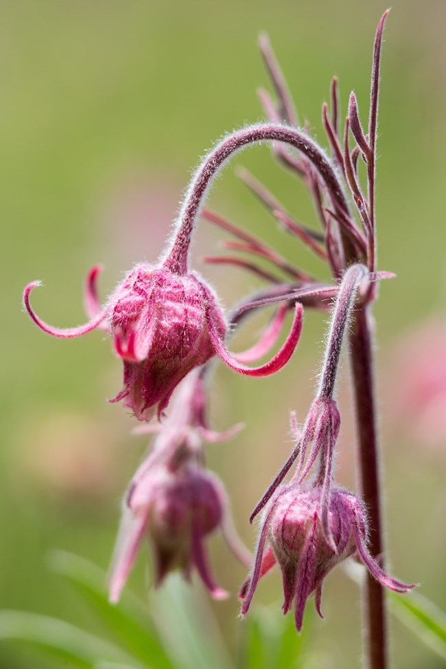 Pink flower with upreaching basal petals hangs down from drooping stem.