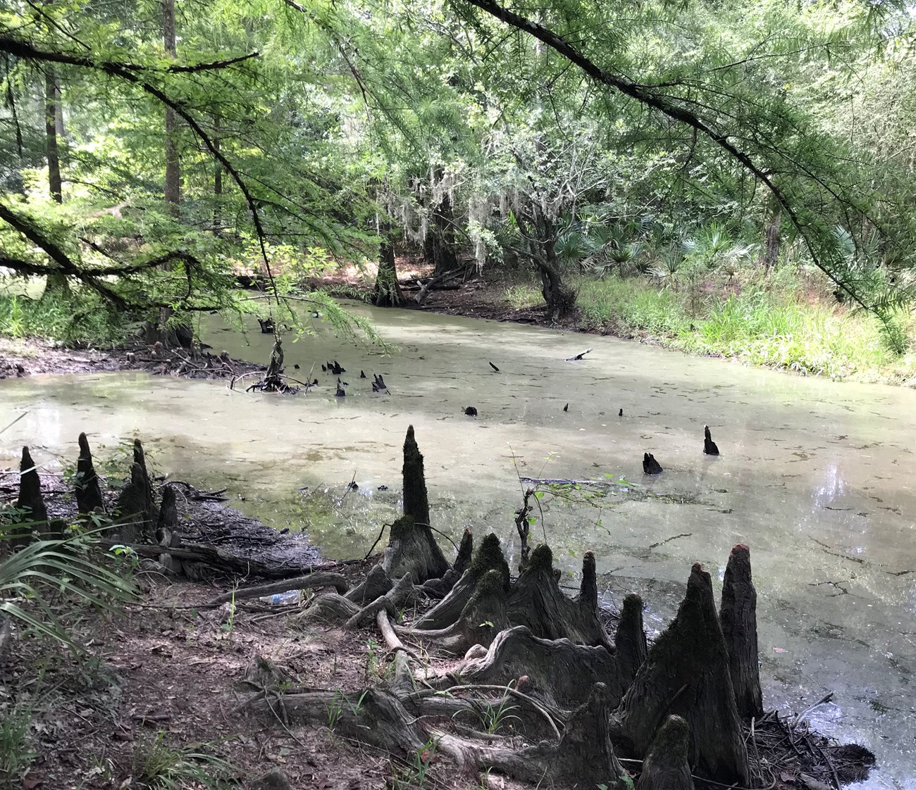 Small bayou with bald cypress trees