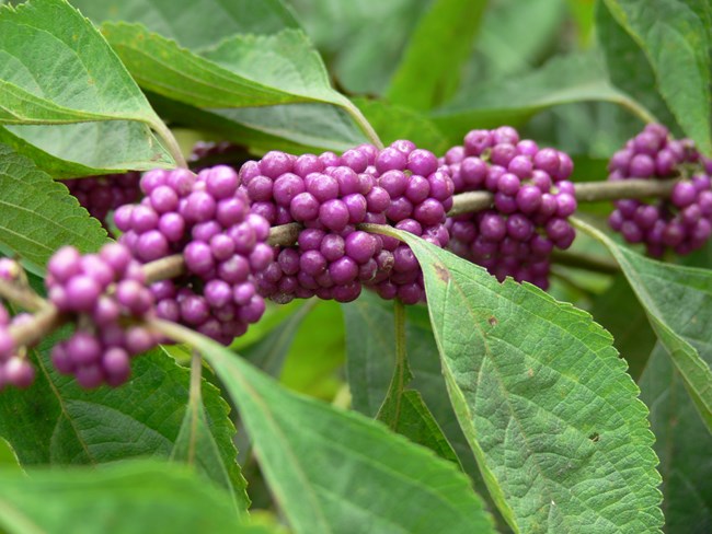 Beauty berry plant with its bright purple fruit