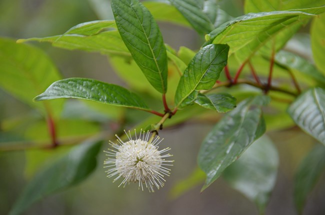 Buttonbush (Cephalanthus occidentalis) is a shrub species that occurs in wetlands throughout the Gulf Coast region and can occasionally become the dominant overstory plant.
