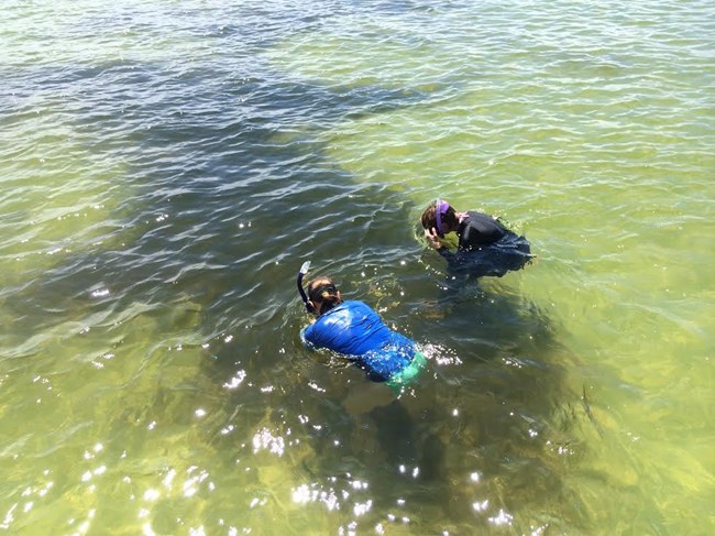 field crew monitoring seagrass for Gulf Coast Network