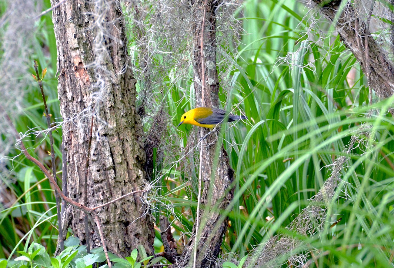 prothonotary warbler on a buttonbush trunk on the edge of the swamp