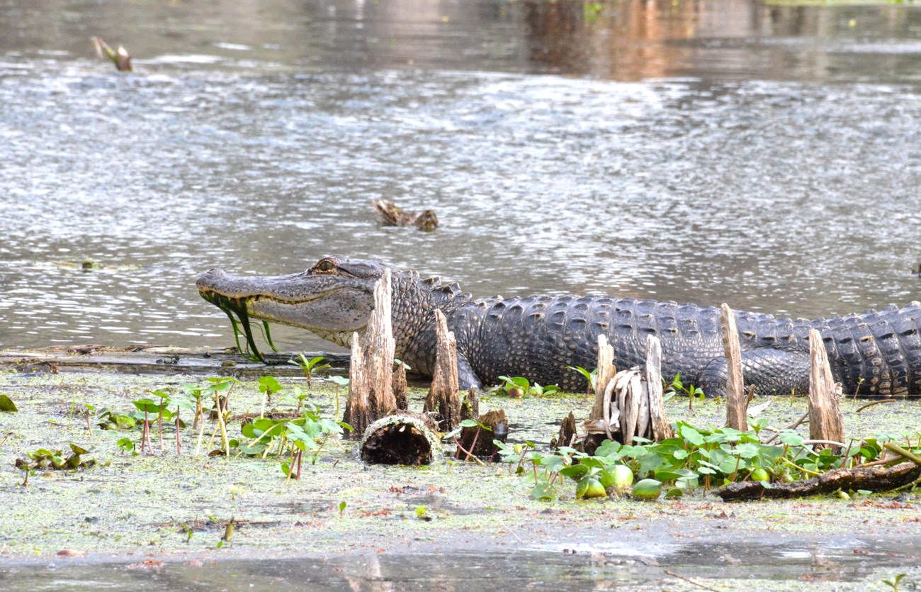 American alligator sunning at the edge of a swamp, as can be seen at Jean Lafitte NHP&P