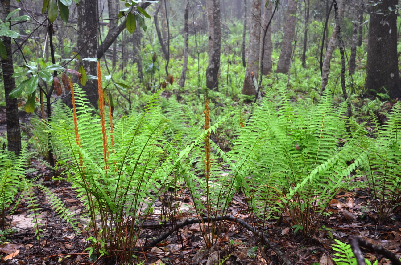 Cinnamon and sensitive fern in a hardwood forest at Davis Bayou