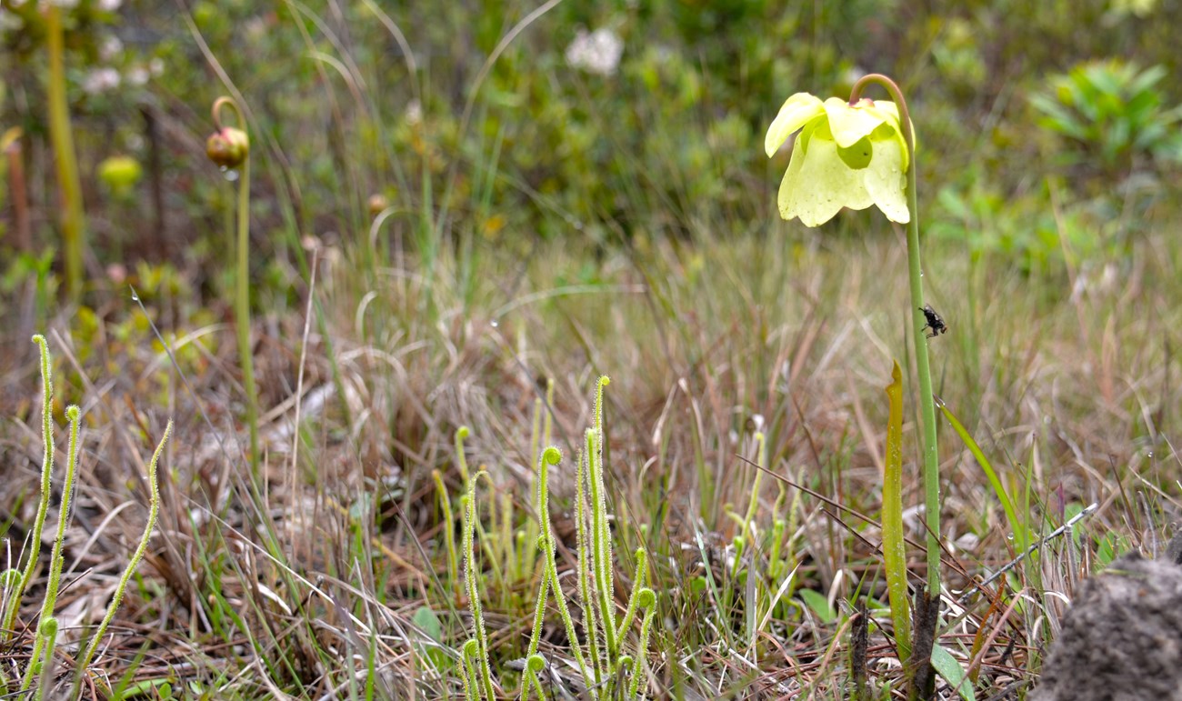 Pitcher plant in flower, with sundew and grasses growing alongside in a pine savannah habitat
