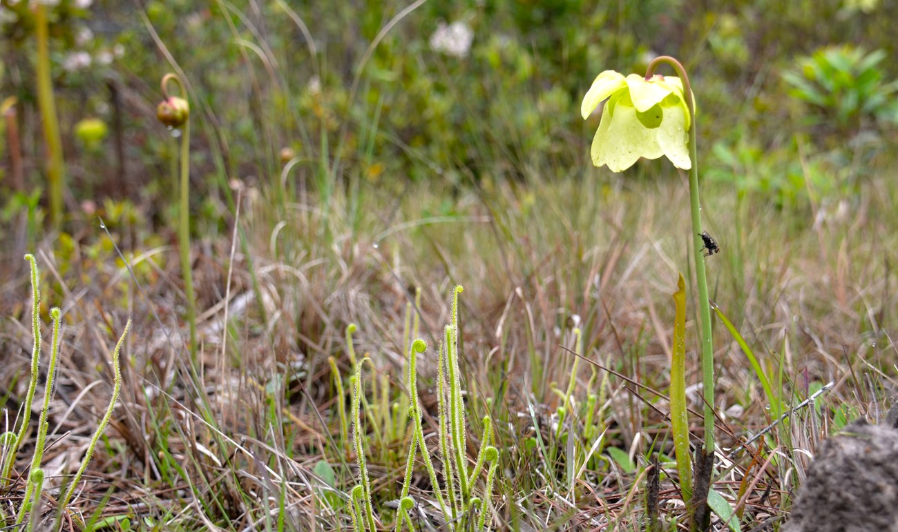Pale pitcher plant in flower Pitcher plant in flower, with sundew and grasses growing alongside in a pine savannah habitat